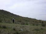 Lush desert greens after the very ample winter rains
