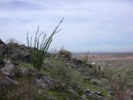 Ocotillos on the hillside & I-8 disappearing into the distance
