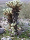 Fishhook pincushion family at base of Teddybear Cholla