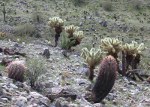 Young ocotillo has been protected at base of teddybear cholla