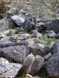 Early blooms on some fishhook pincushion cactus