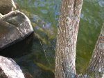 Two webs between the double trunk and one out to nearby rock