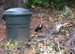 Female on right - further back starting red crest; male's on right extends to beak