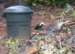 Female parent feeds her fledgling male