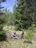 Paul takes a break in sawing down the stump, right at ground level, of an earlier removed evergreen