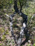 The branching of the main trunk comes back together