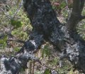 Slightly different angle of graft site