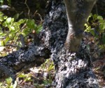 Close up of graft site
