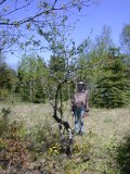 Not much needed removing around this strange apple tree
