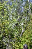 Good lot of apple blossoms are visible, but mostly high up